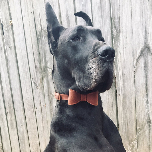 Leather Bowtie Collar for Dogs